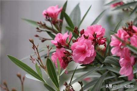 这5种花适合春天养,这5种花看着只能养一年