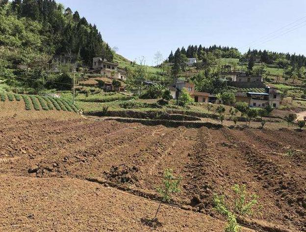 柑橘采摘园的建设标准,新手种植果树入门建议