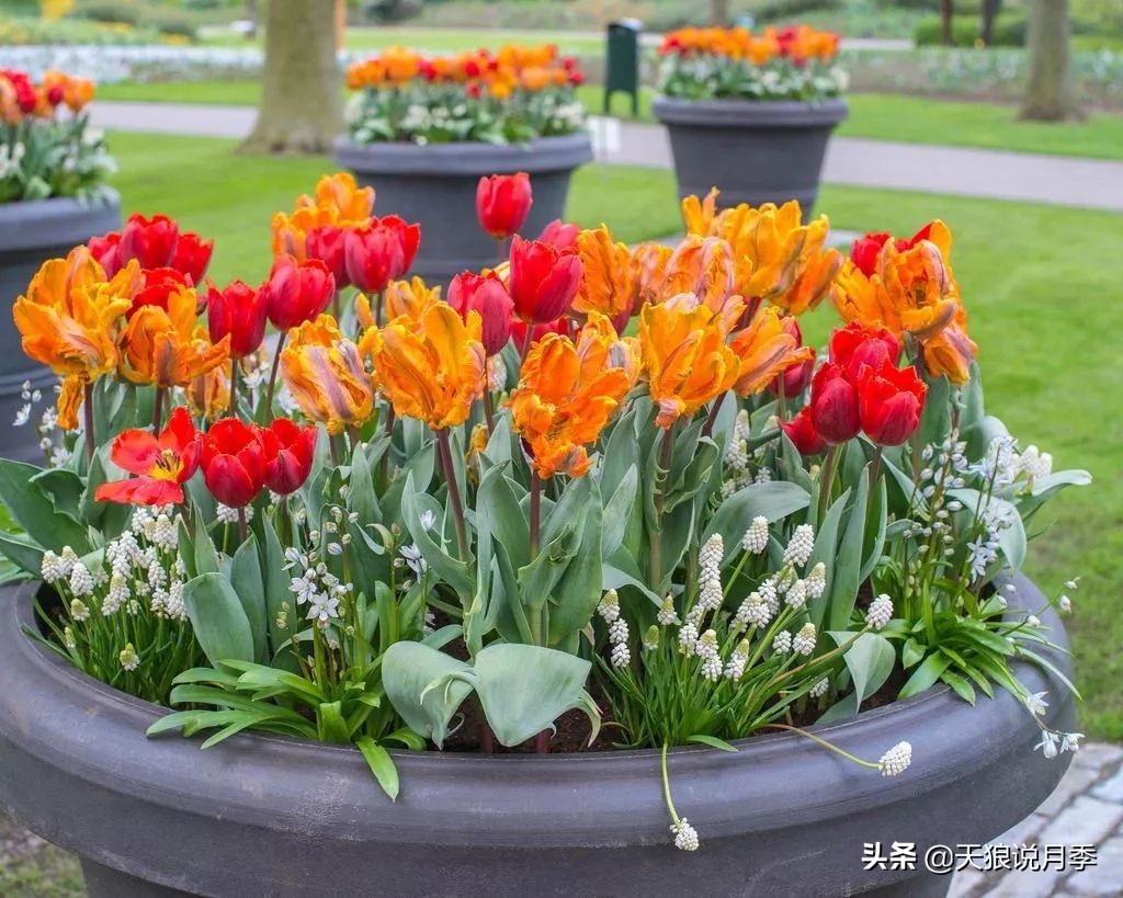 狼家球根怎么样,狼家球根上市了吗