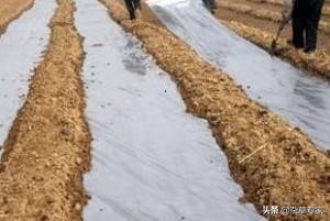 葡萄园杂草可以用氰氟草酯吗,葡萄园杂草用什么除草剂最好