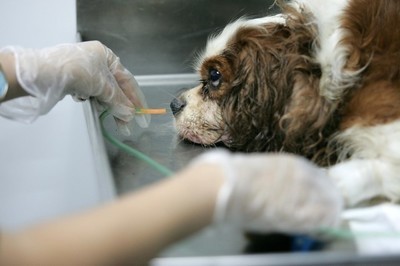 狗狗夏天中暑吃什么药,狗狗夏天预防中暑的方法中药