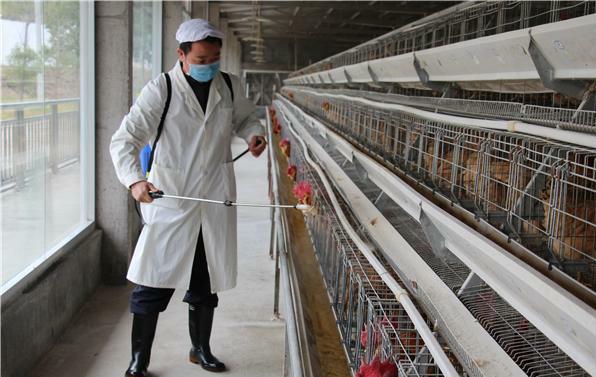 秋冬养鸡小妙招热门,养鸡怎么防寒冬