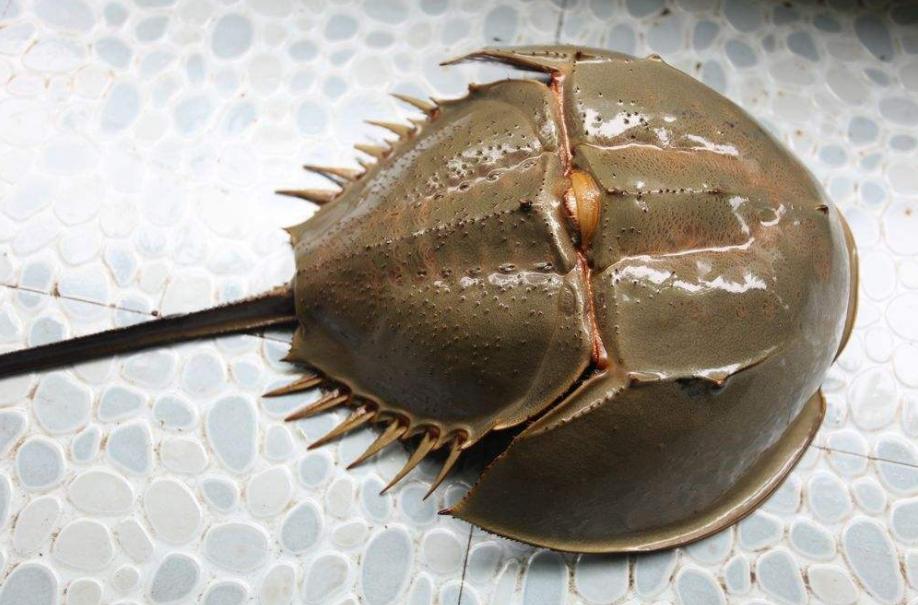 中华鲎的蓝色血液有什么用,中华鲎的血液长什么样