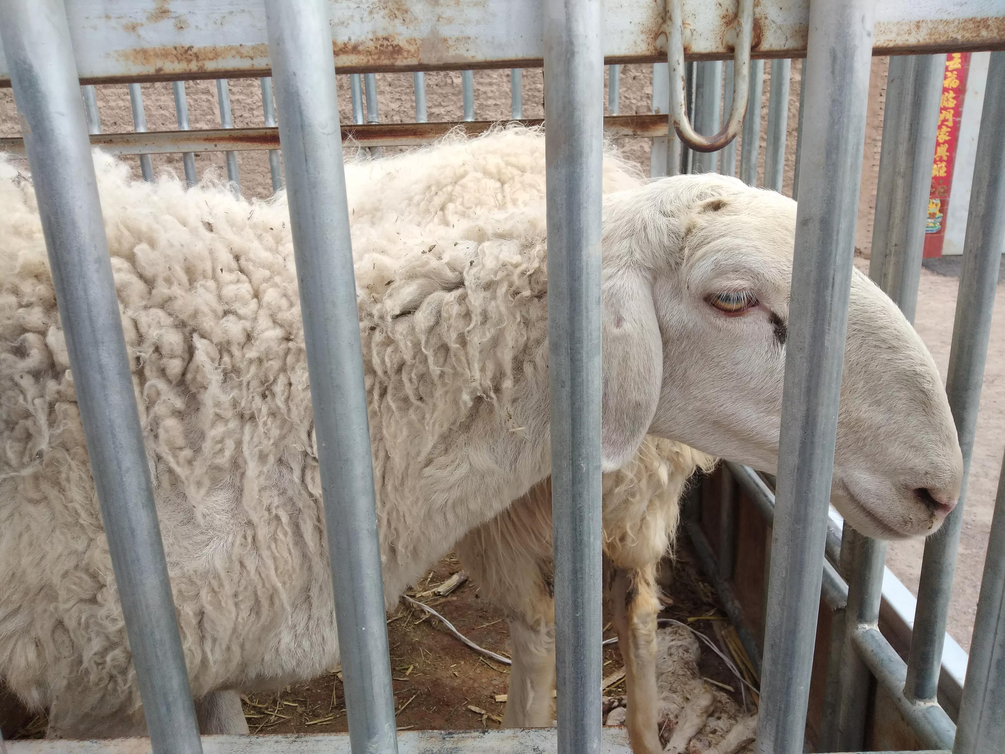 40只母羊1年利润多少才正常？达不到这个标准，别说自己是养羊人