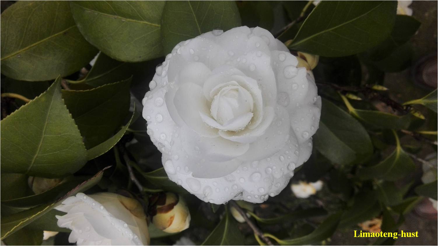 话说油茶树,山茶花油茶和茶梅的区别图片