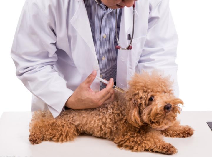 大狗咬泰迪事件,泰迪被大狗咬伤口溃烂