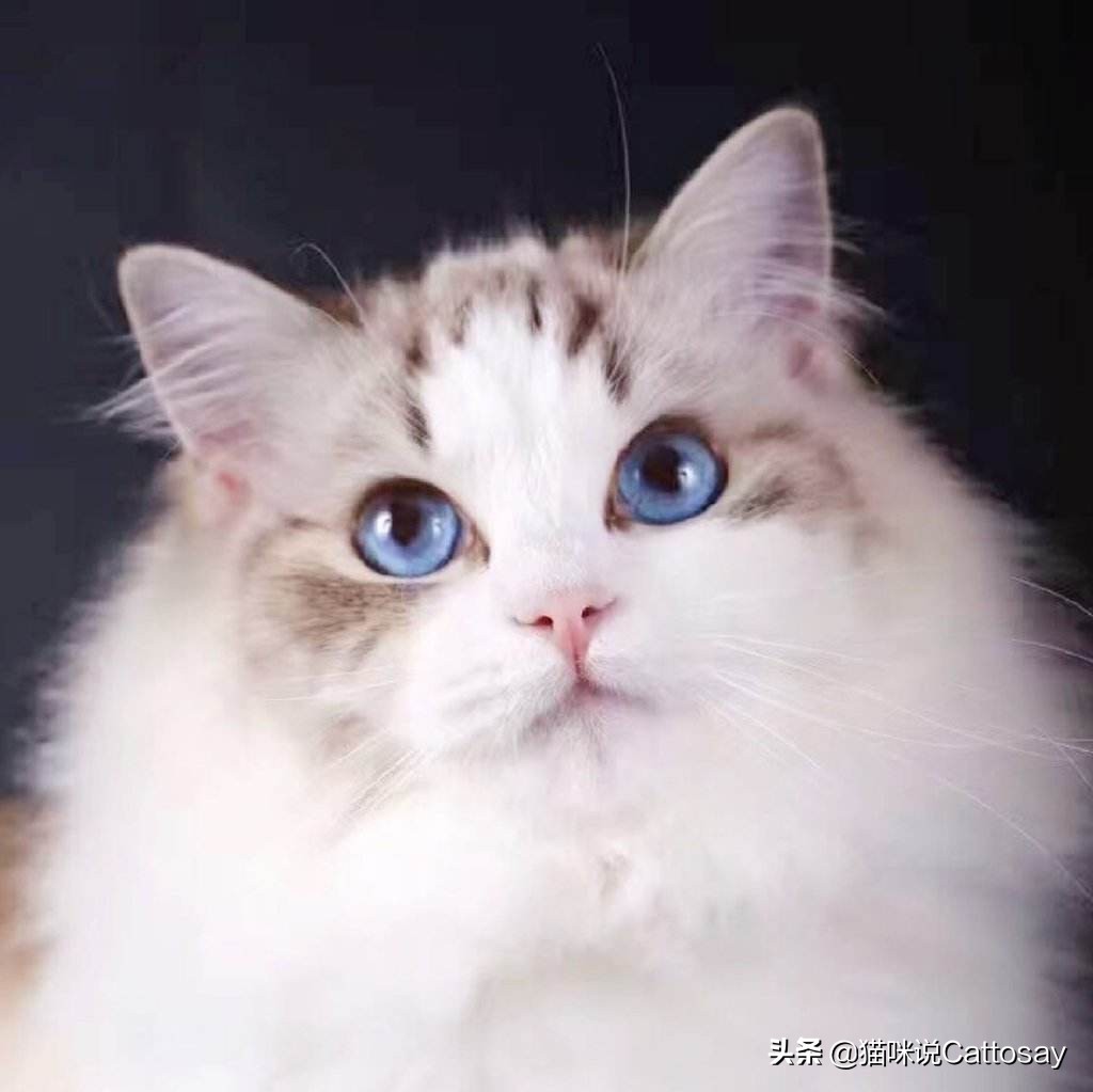 靠喂流浪猫，找到了老婆，创业也成功了！28岁北大小伙猫咪奇遇记