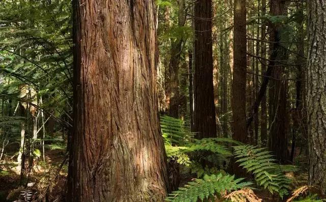 盘点木头！珍贵木材高清写真集