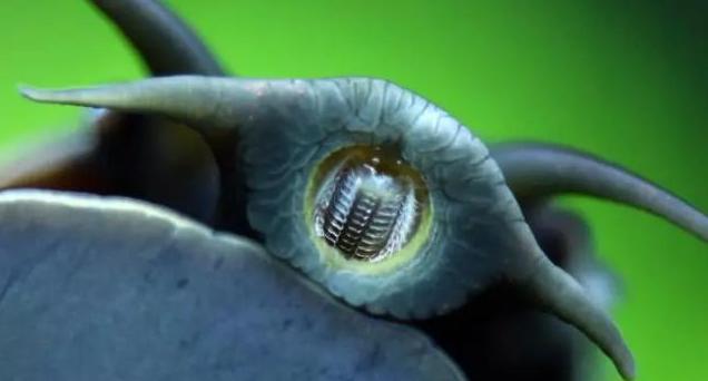 非洲大蜗牛有“脏”，就连敢喝恒河水的人，都不敢碰它