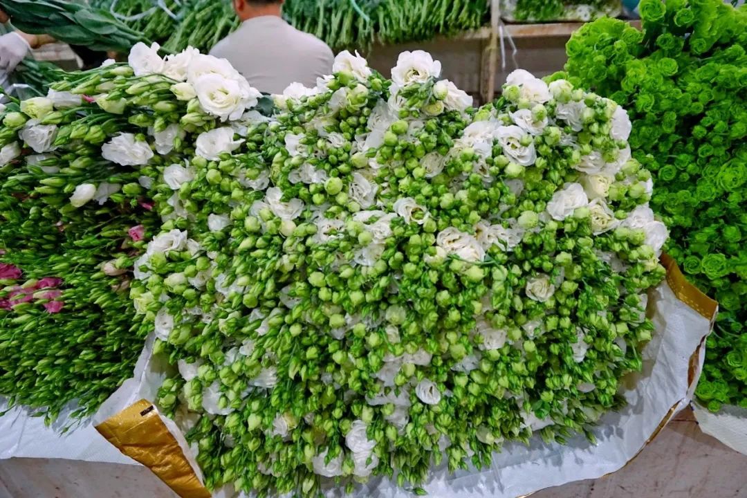 玫瑰花10支批发高原红,最好看的鲜花批发市场