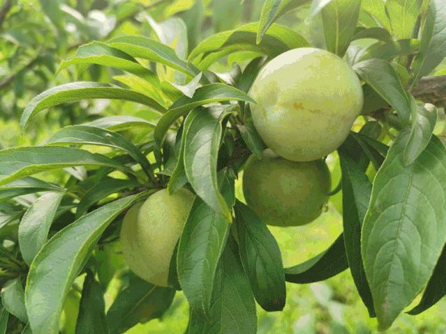 云南青脆李如何吃,四川李子脱骨青脆李怎么吃