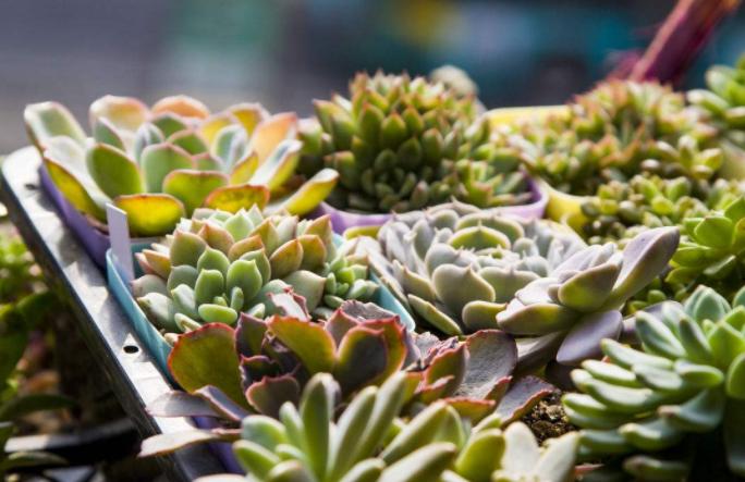 多肉花剑能扦插吗,多肉的花剑可以扦插吗