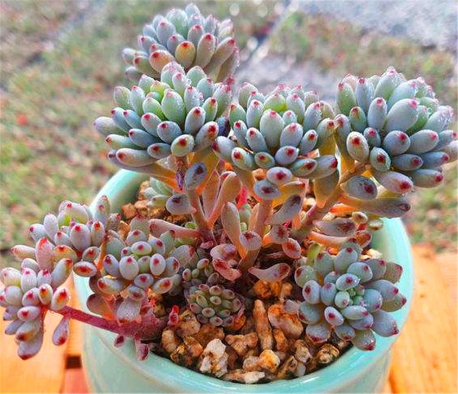 粉蓝多肉的图片,多肉粉色提示图