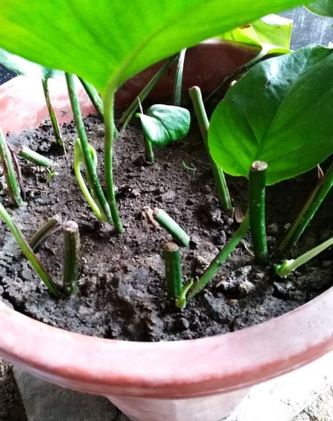 绿萝根部冻伤了怎么补救,绿萝冻伤叶子全部剪掉