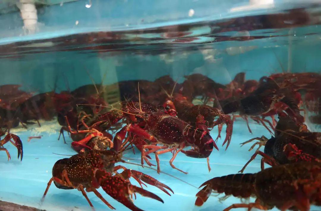 秦皇岛休渔海鲜贵吗,秦皇岛禁渔期海鲜怎么来的