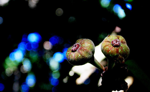 我的海南之旅作文,从海口到三亚感受海南的无限魅力