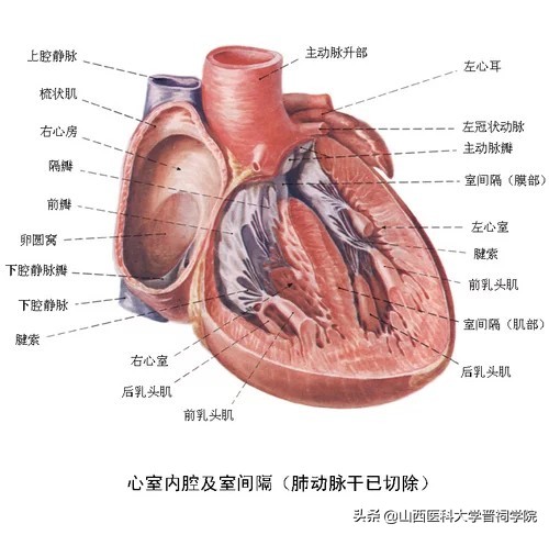 医学生土味情话攻略,医学生土味情话视频