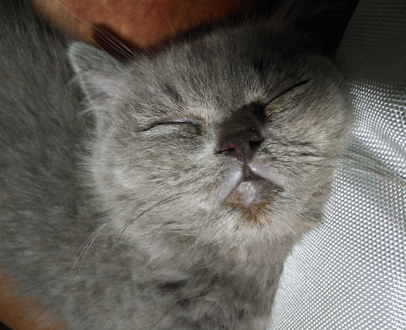 猫咪黑头发怎么办,猫咪有哪些有趣的处理方法