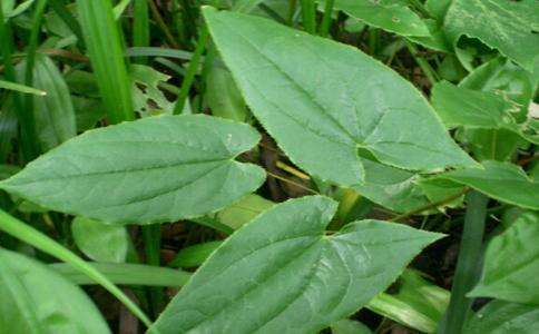 野生淫羊藿长得啥样图片,野草淫羊藿图片