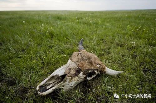 印第安人狩猎美洲野牛,美洲野牛印第安人