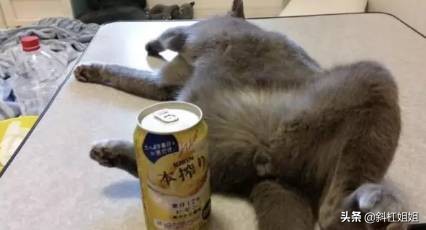 国外一只猫每天自己外出,国外一只猫经常露出奇怪表情