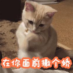 路边随便采野花,路边哪些草可以当猫草