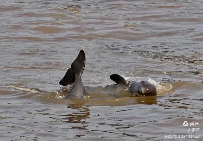 江豚戏水，醉美长江