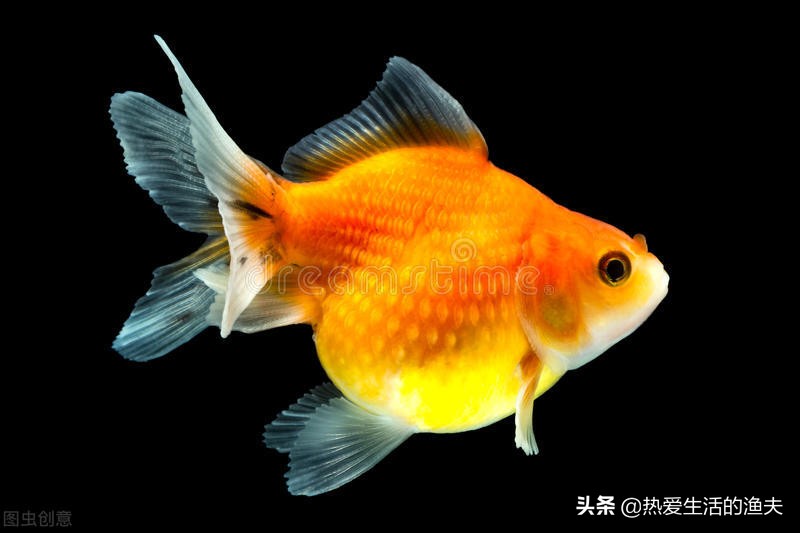 金鱼产卵后多久可以换水,金鱼产卵自己吃掉怎么办