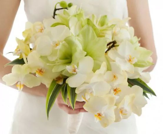 50种鲜切花花语,每个花艺师都要知道