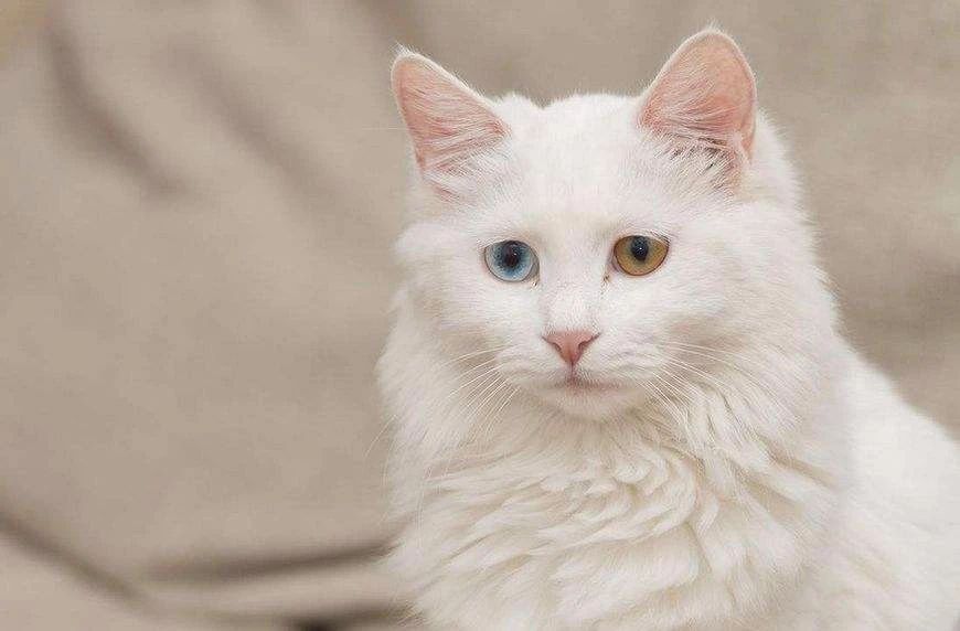 家猫是从哪个国家开始驯化的,欧洲猫起源于什么猫