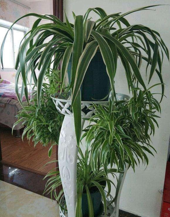 吸毒花怎么养,家庭好养的无毒花