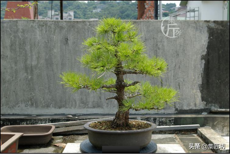 黑松盆景造型实例图解 (小型黑松造型盆景)