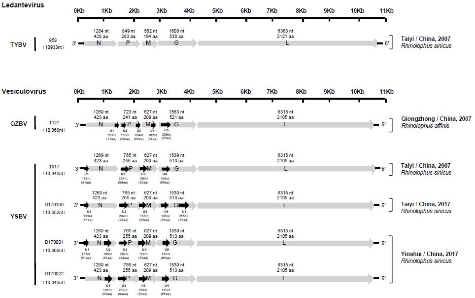 鐭虫涓界爺绌惰潤铦犵梾鍘熶綋,铦欒潬鐥呮瘨鏍锋湰璇曢獙