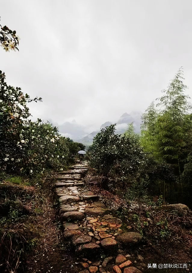 江西武陵红茶,江西最好的红茶