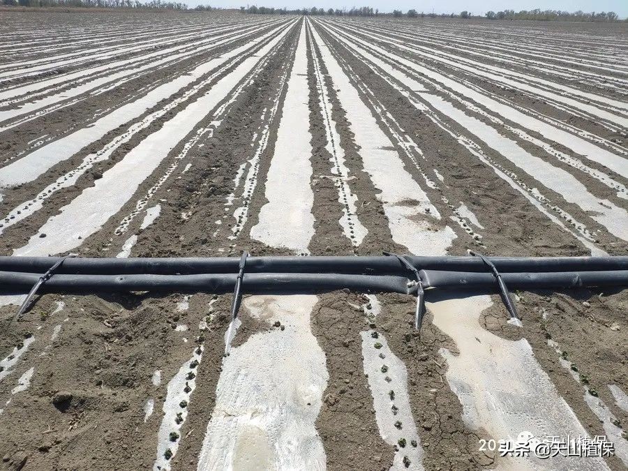 棉花棉铃虫最佳防治时间,棉花虫害防治全过程图