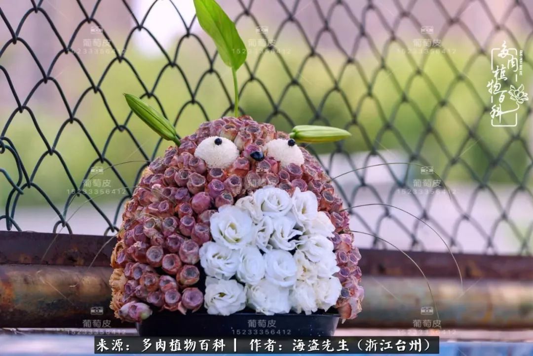 多肉玫瑰多少度休眠,多肉玫瑰唤醒教程