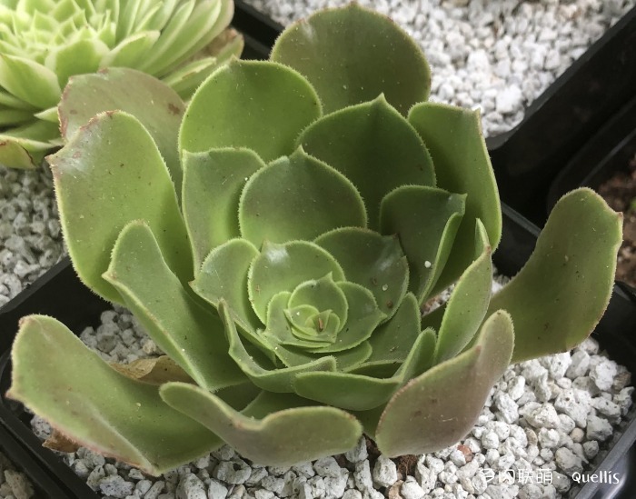 入了多肉坑又入了养鱼坑,多肉补光灯出坑