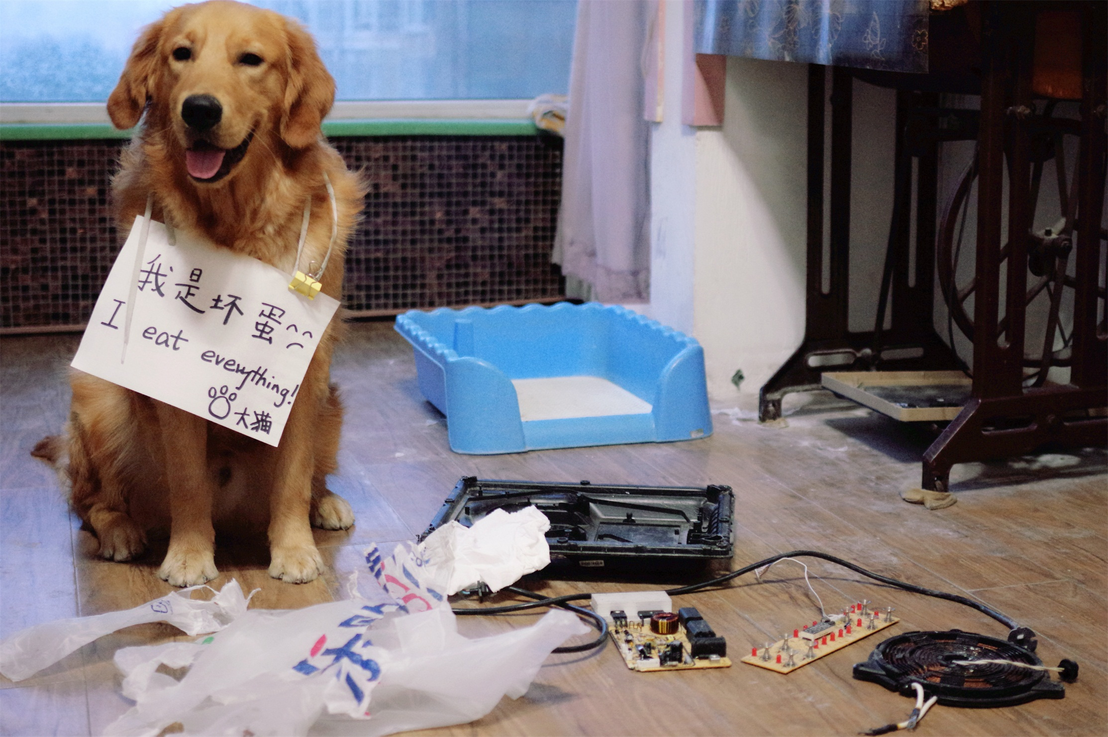 一只金毛坏习惯太严重了,金毛坏习惯怎么改