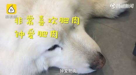 爷爷奶奶养的狗胖出糖尿病狗子怒减10斤控制血糖