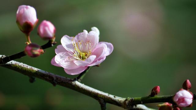 牡丹可作国花吗？一个重要因素被忽视了，它的知识产权管理归西方