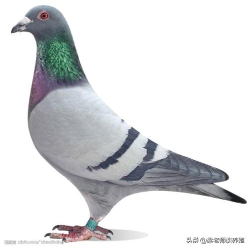 养鸽养肠道,养鸽要什么饲料