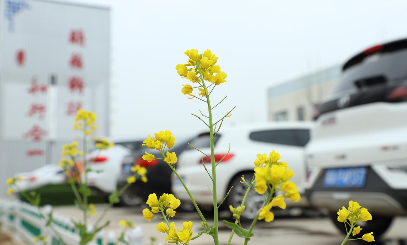 汽车精洗美容前景如何,汽车美容前景怎么样及投资