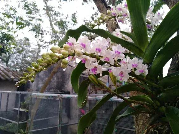 最好养爱开花的兰花,四季能开花的兰花有哪些