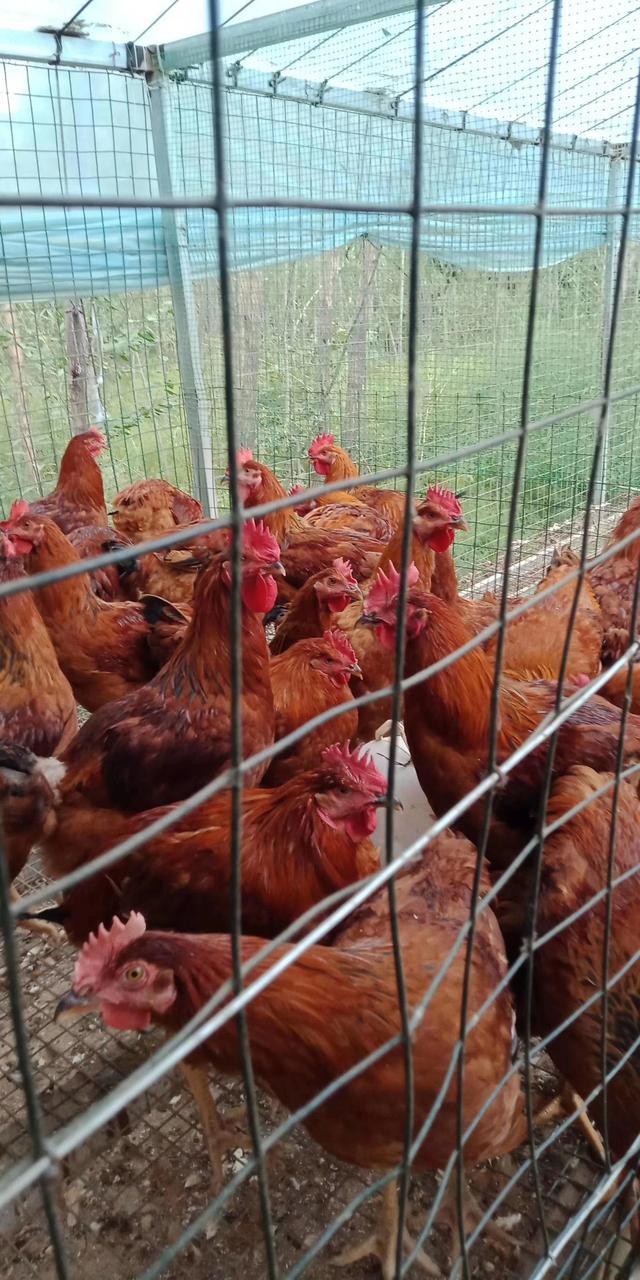 鸡保肝最好的药,鸡保肝护肝用什么药