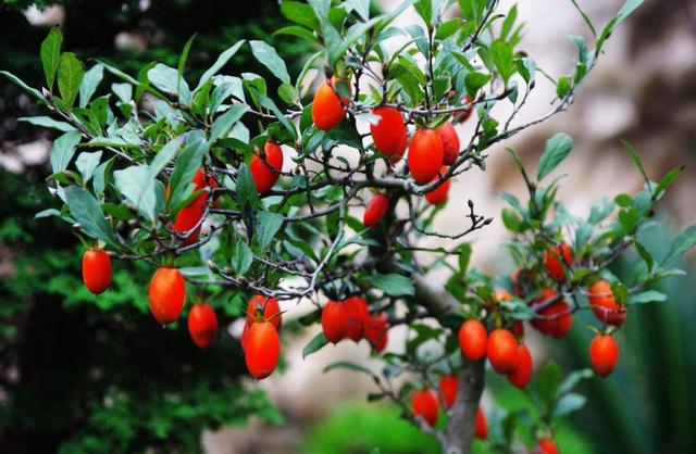 寓意财旺的花,十大吉祥花开图片