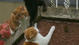 豆瓣9.1，看一次被萌一次，根本顶不住它们的可爱