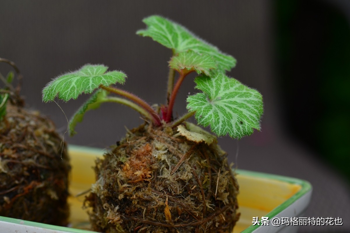 河马花园植物大全,荷马花园的月季