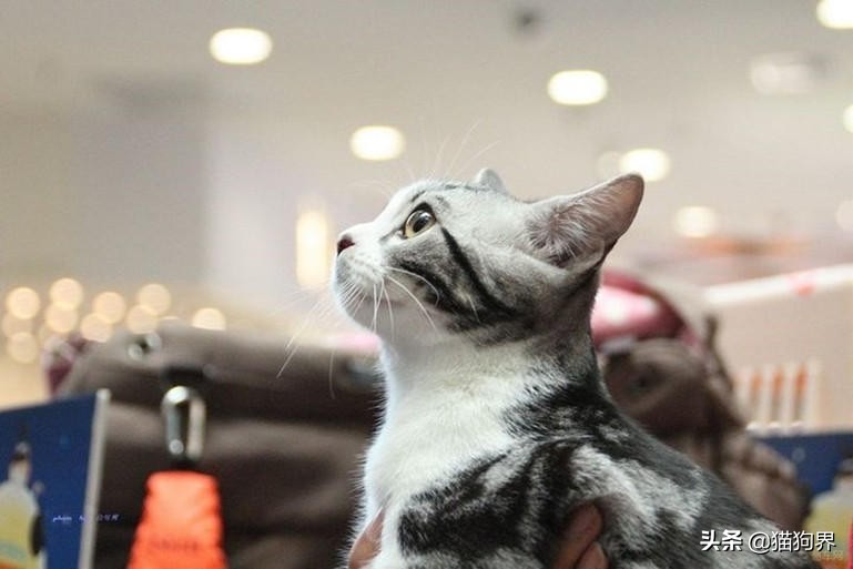 猫咪生病期间怎么护理比较好呢,猫咪生病后怎么护理