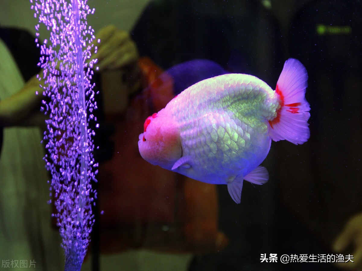 兰寿金鱼适合多少度的水温喂几次,金鱼每天喂食几次喂多少合适