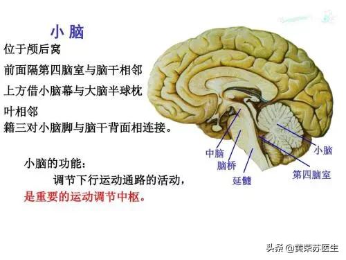 走进神秘的大脑世界：不同脑区损伤的临床表现（值得收藏）